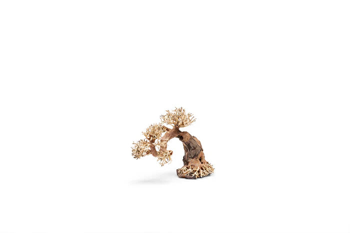 UNS Bonsai 006