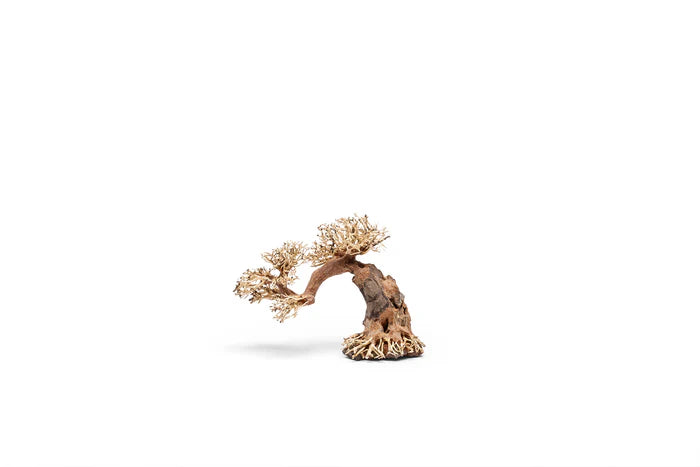 UNS Bonsai 006