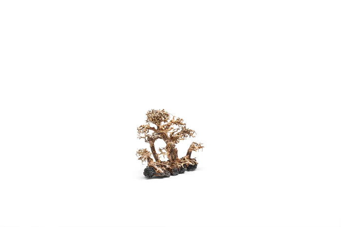 UNS Bonsai 008