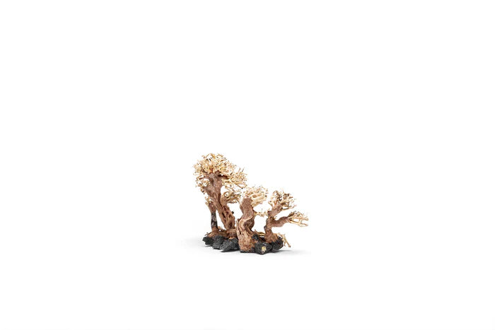 UNS Bonsai 008