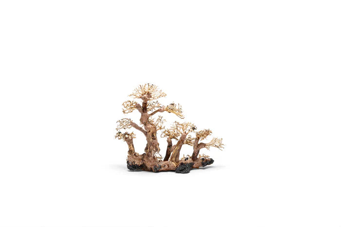 UNS Bonsai 008