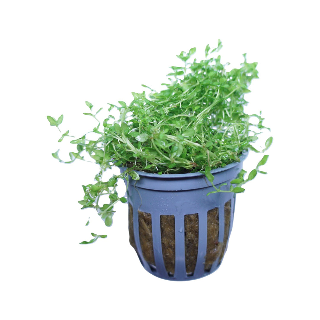Pearl Weed