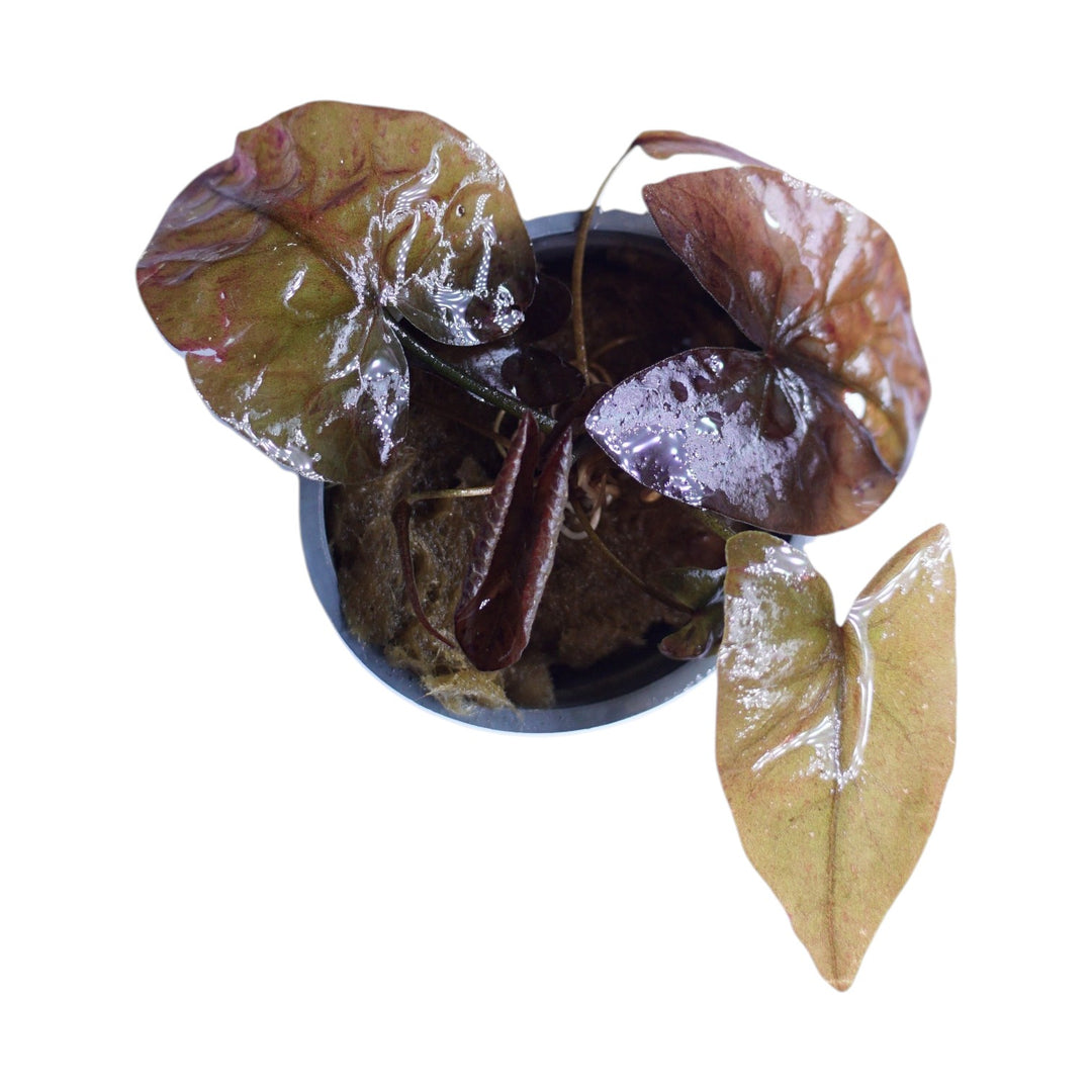 Tiger Lotus