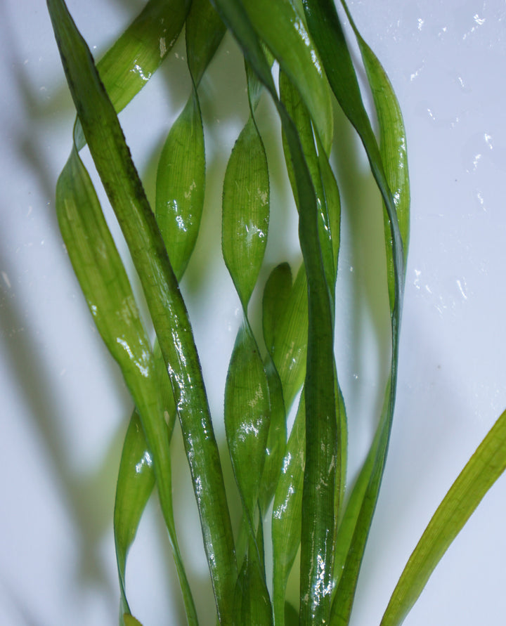 Vallisneria Corkscrew
