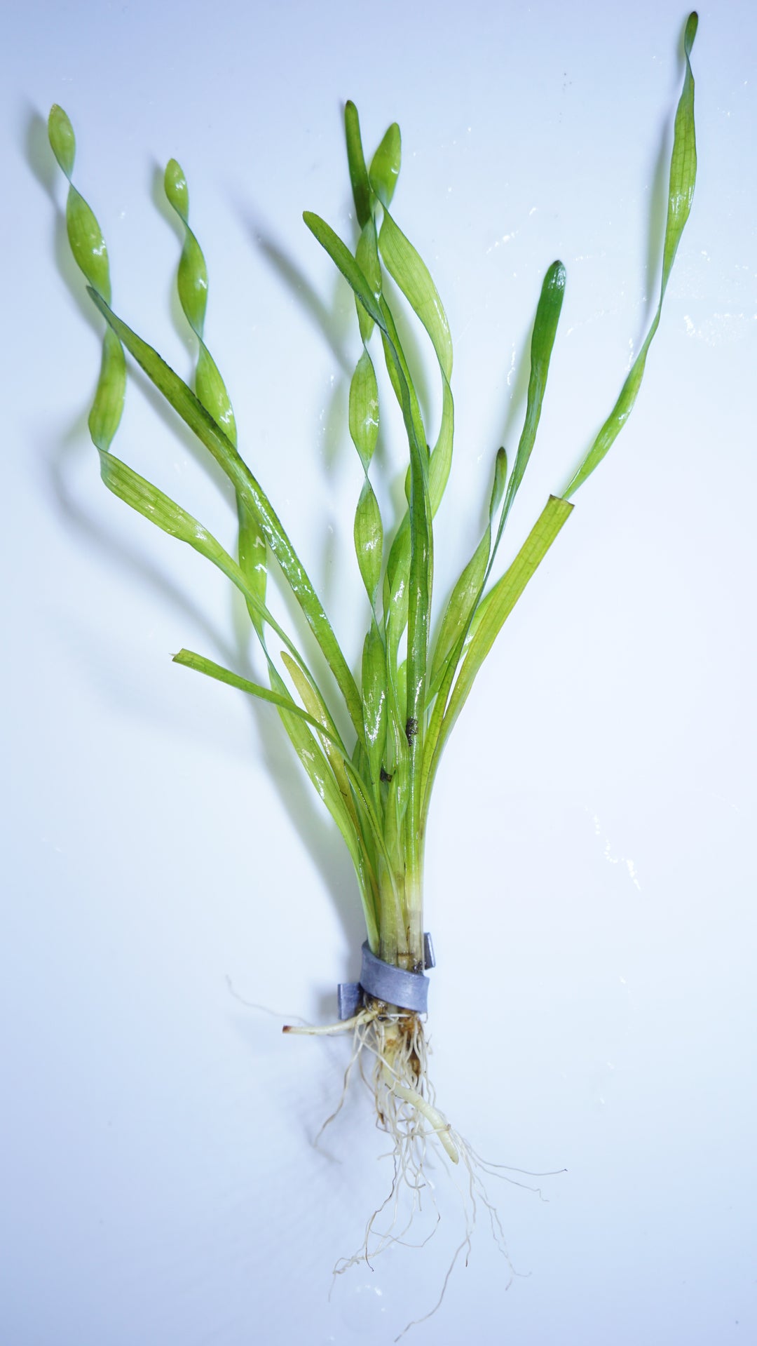 Vallisneria Corkscrew