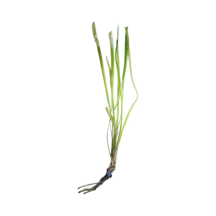 Vallisneria Jungle