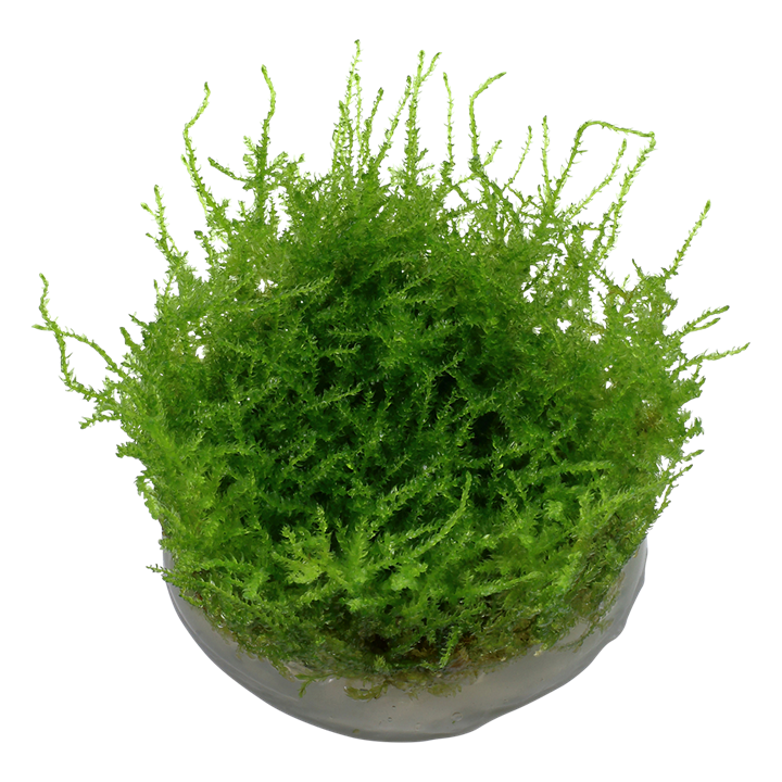 Christmas Moss