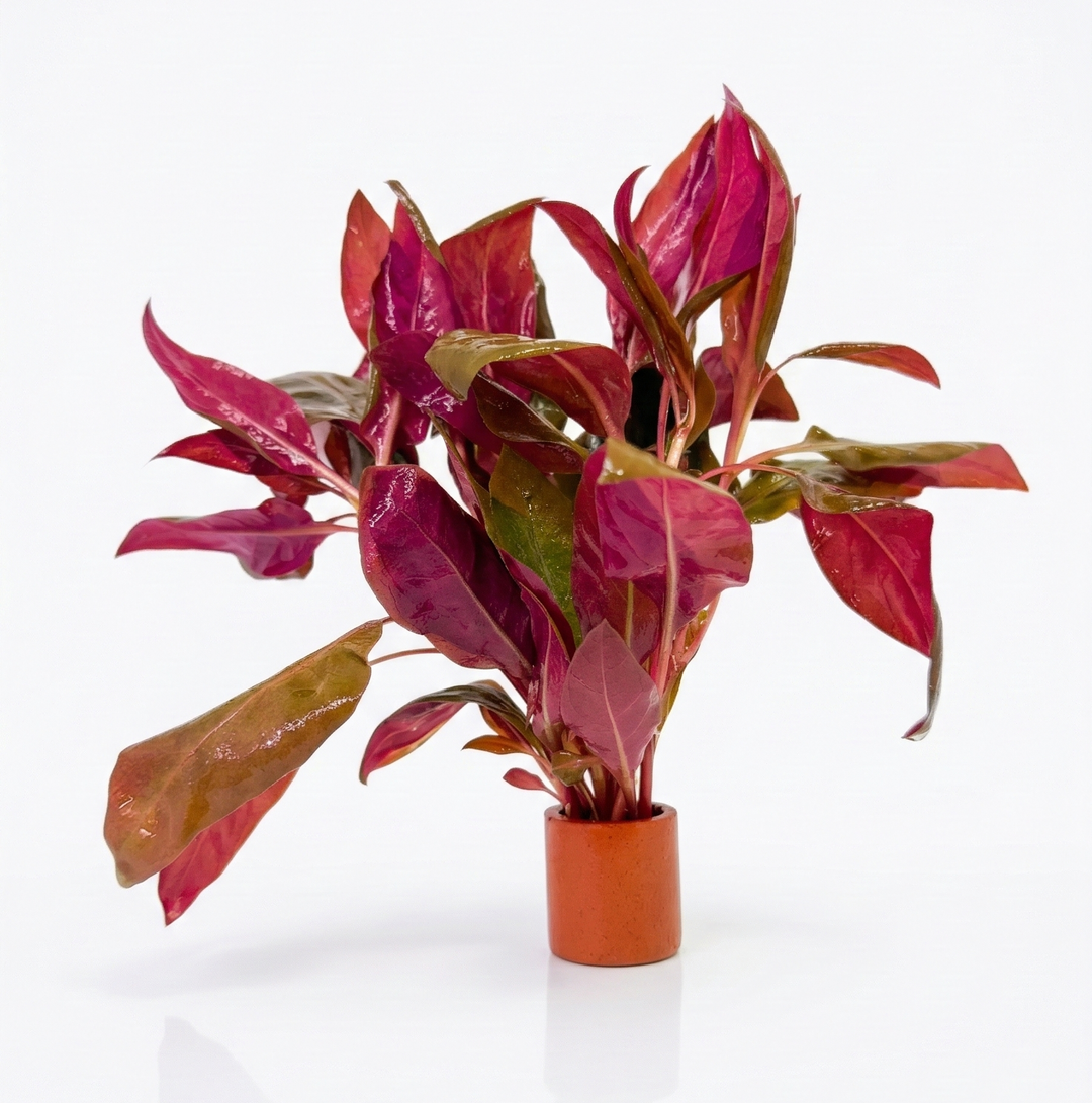 Alternanthera reineckii Roseafolia