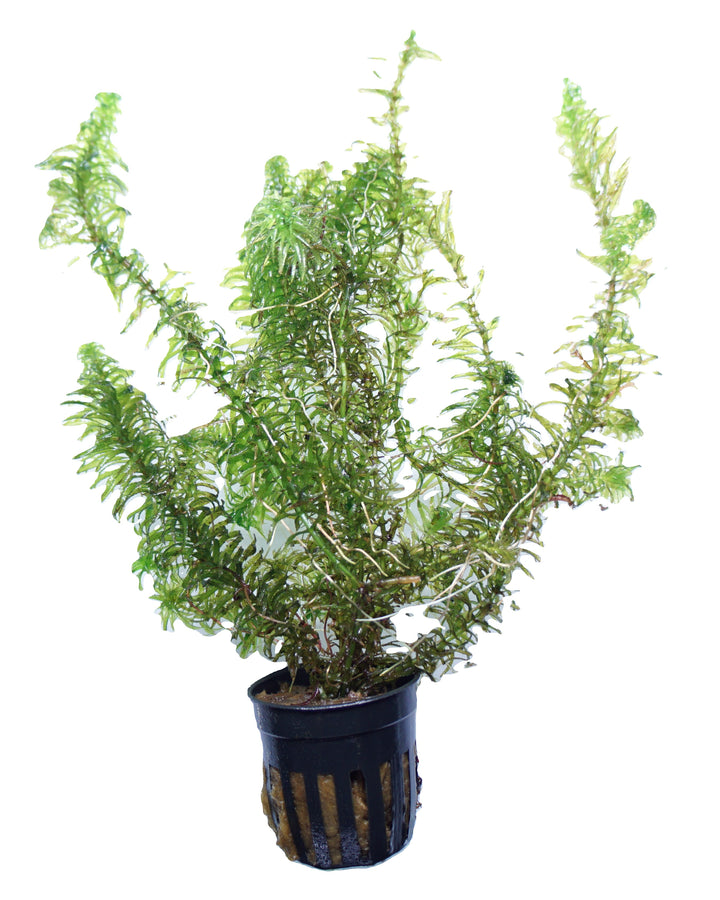 Healthy Anacharis Najas aquatic plant in a WaterScape pot, showcasing lush green stems and leaves suitable for freshwater aquariums.