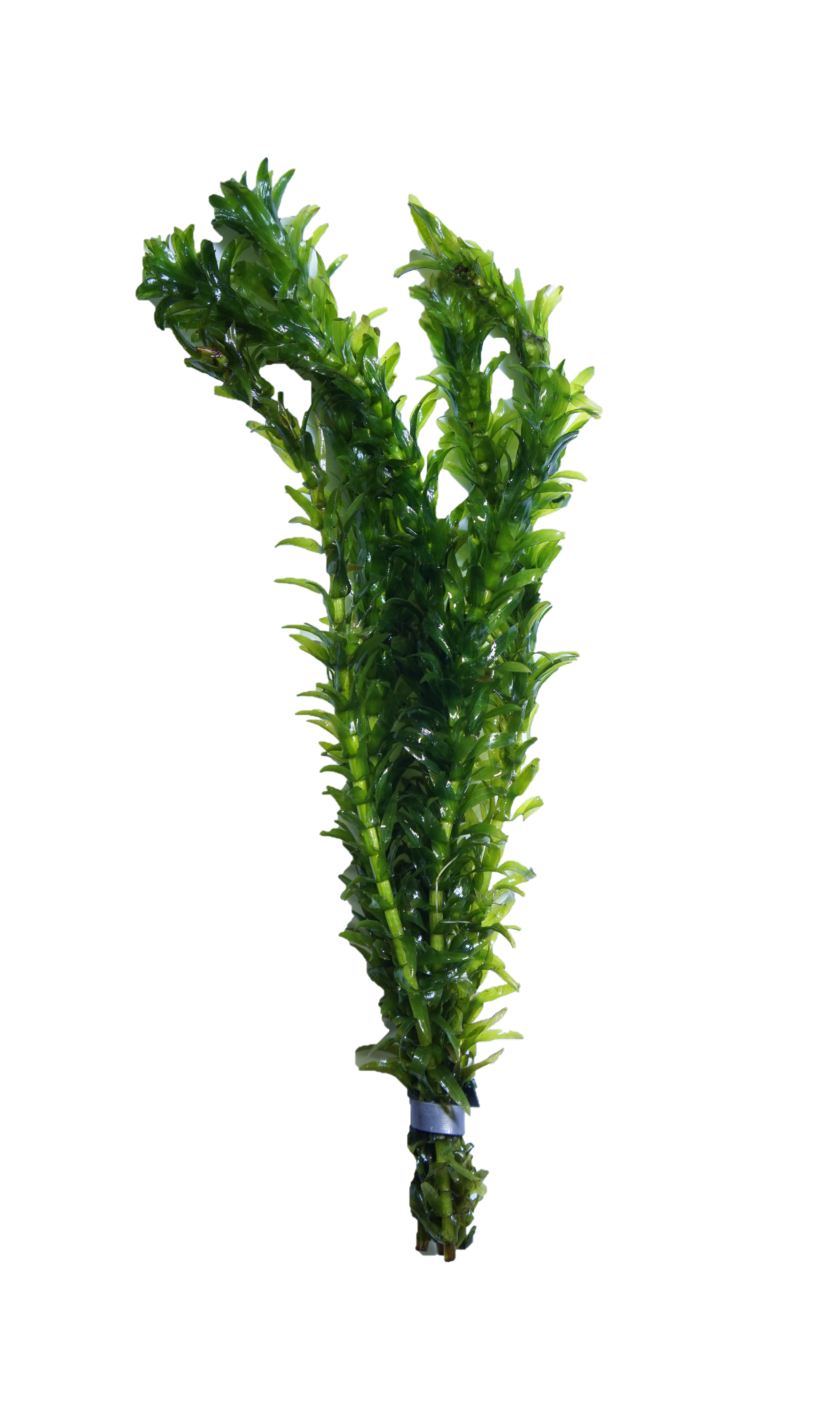 Anacharis - Prohibited from Sale in PA