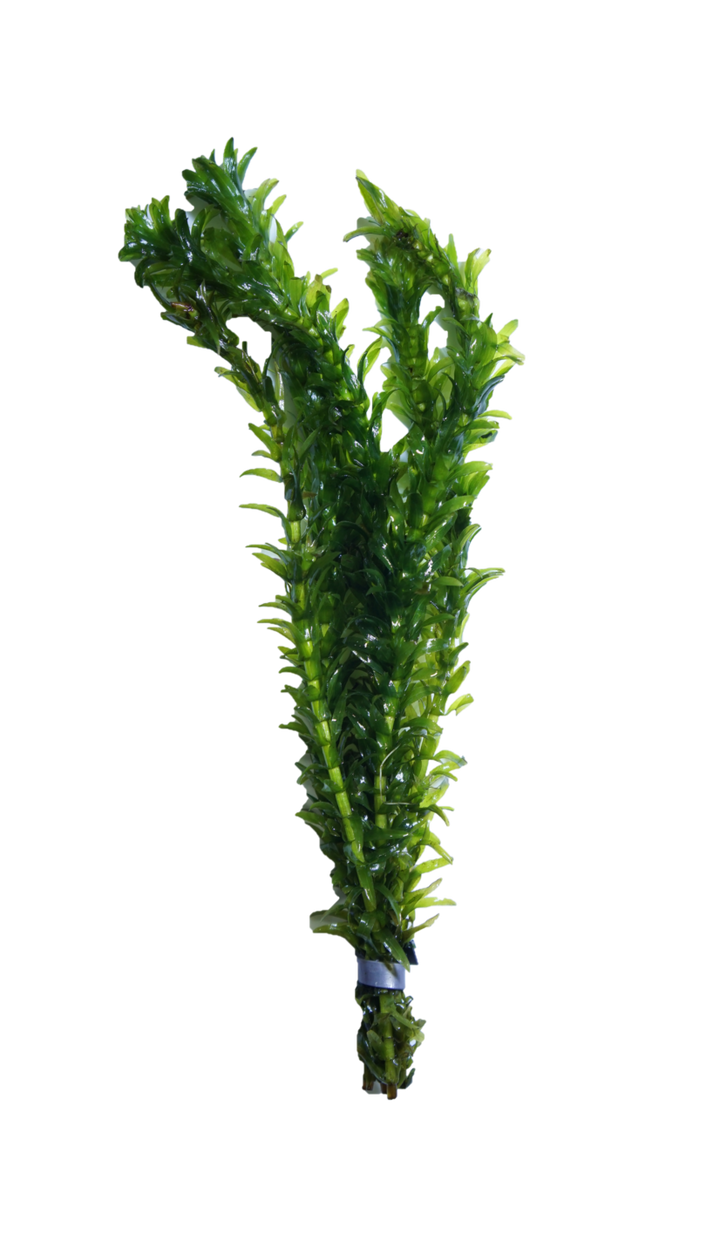Anacharis - Prohibited from Sale in PA
