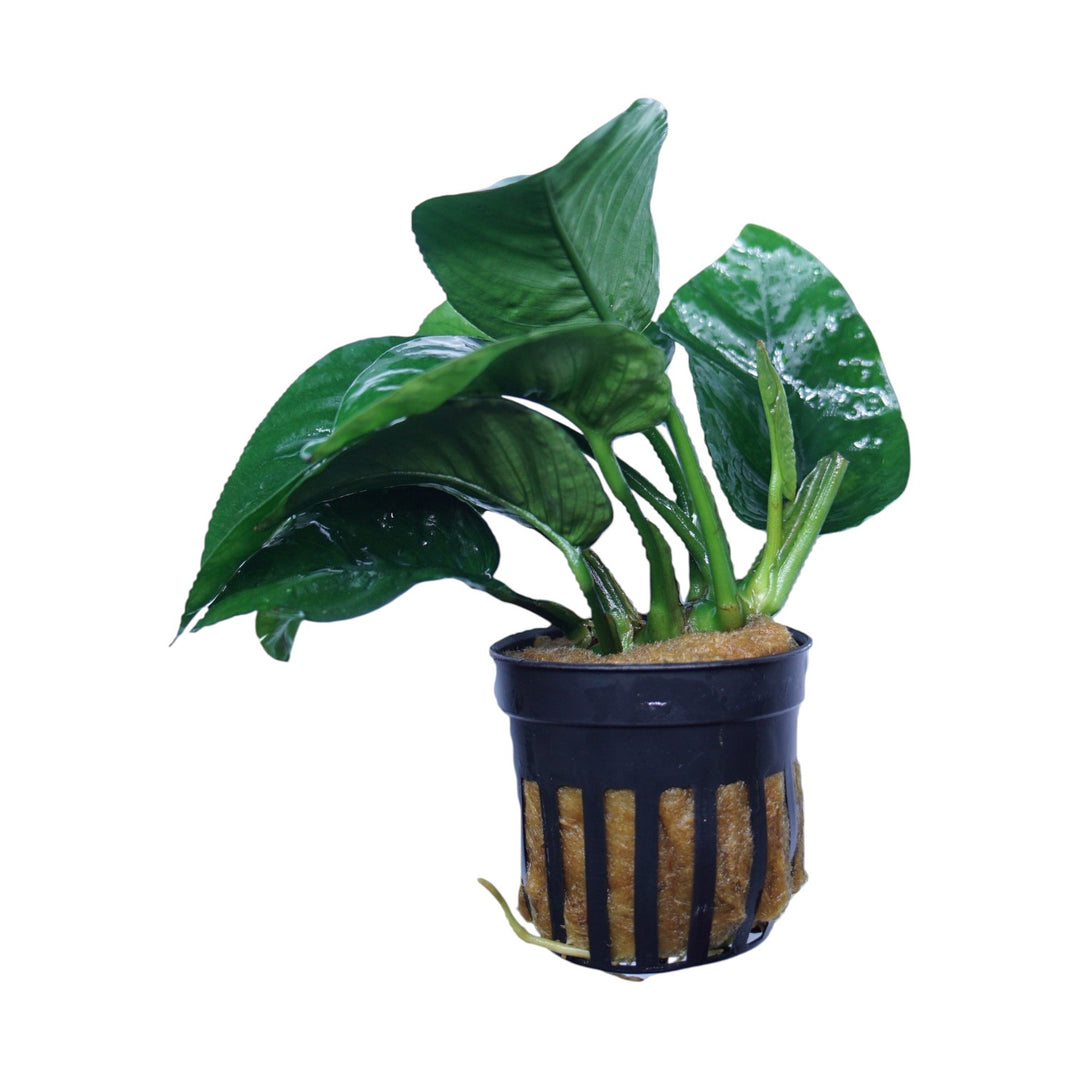 Anubias Barteri