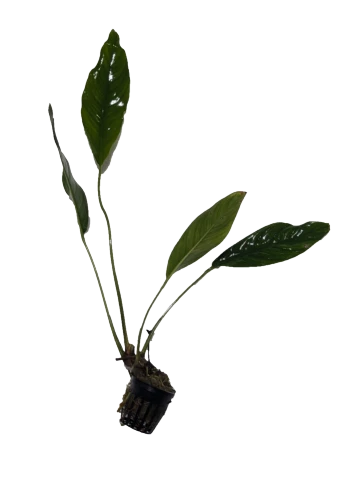 Anubias Congensis