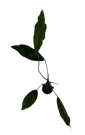 Anubias Congensis