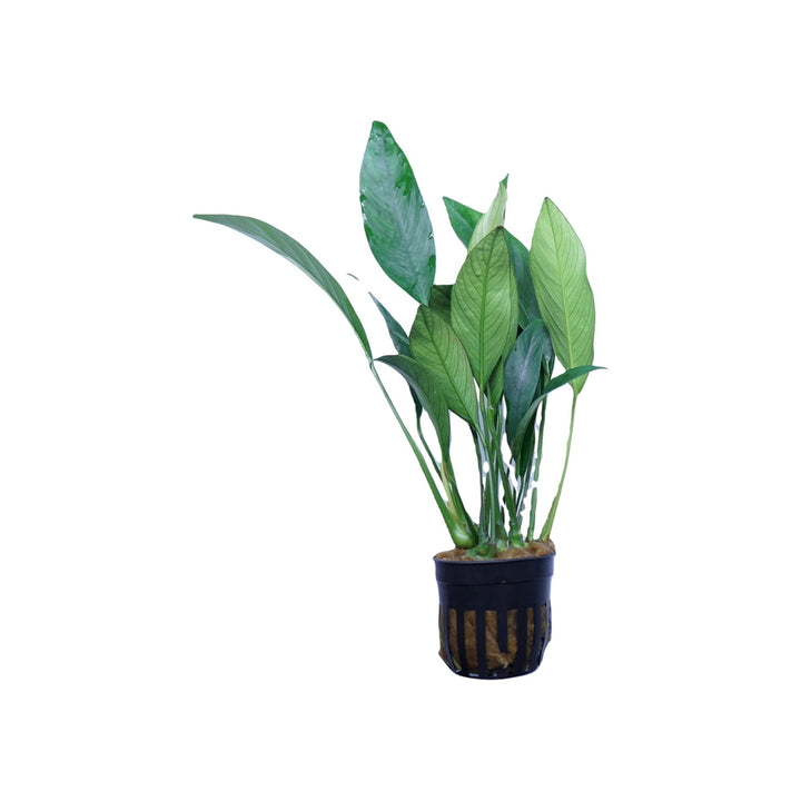 Anubias Congensis