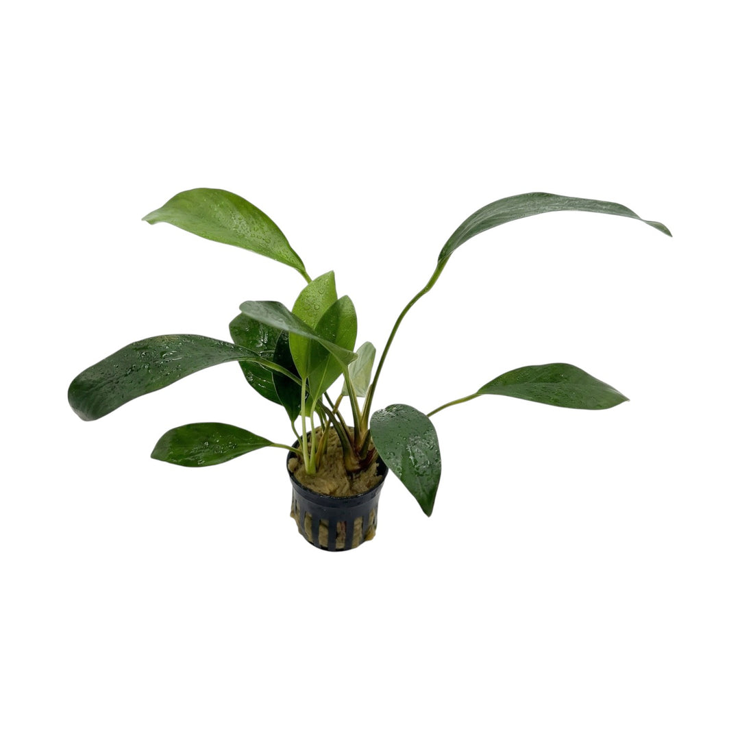 Anubias Congensis Broad