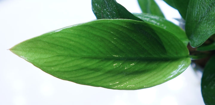Anubias Nancon