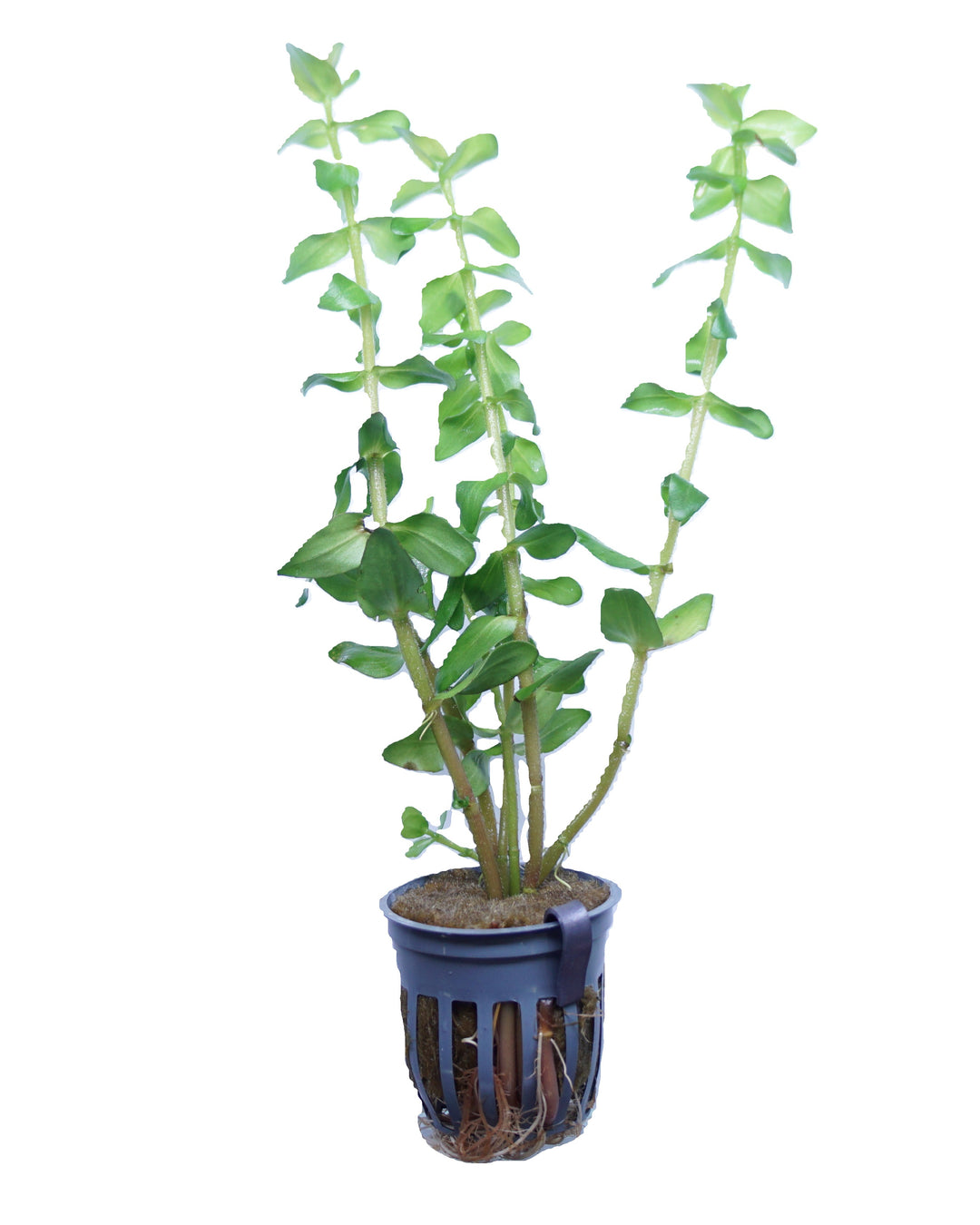 Bacopa caroliniana