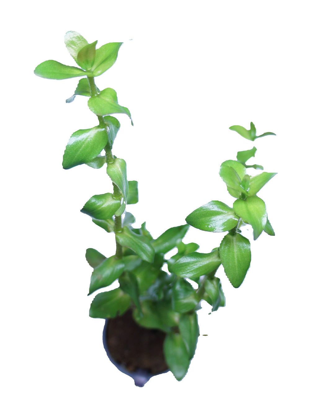 Bacopa caroliniana