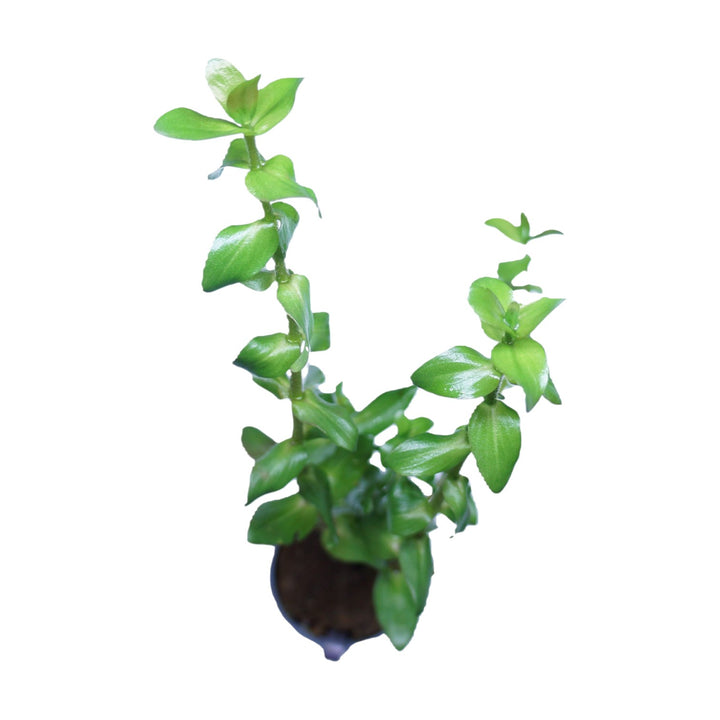 Bacopa caroliniana