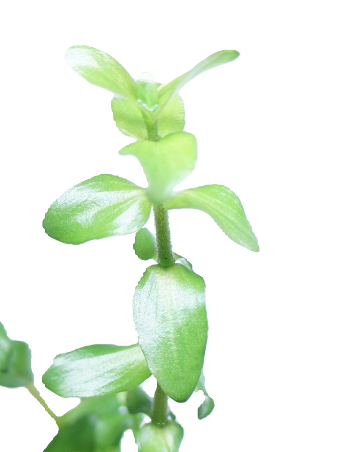 Bacopa caroliniana