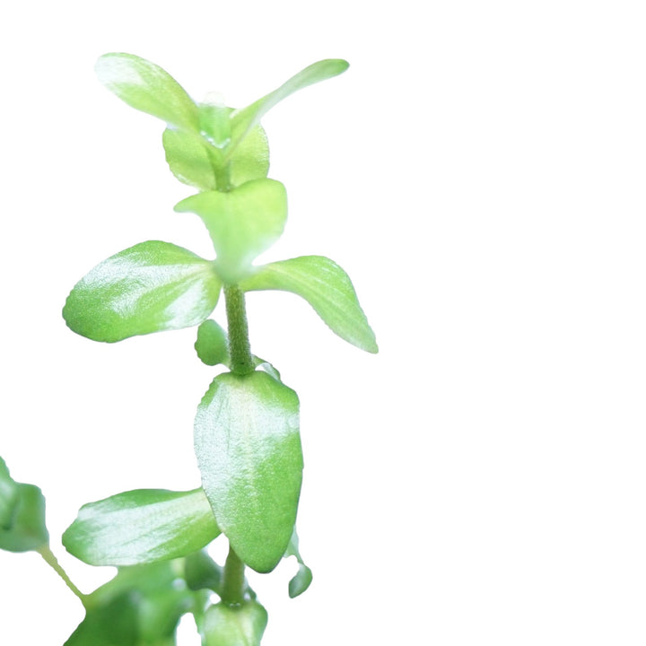 Bacopa caroliniana