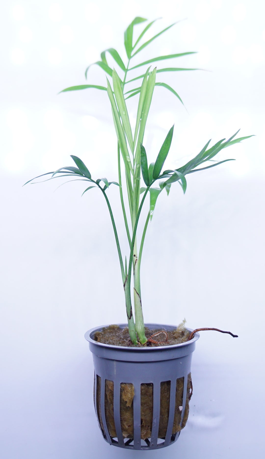 bella palm plant Bella Palm