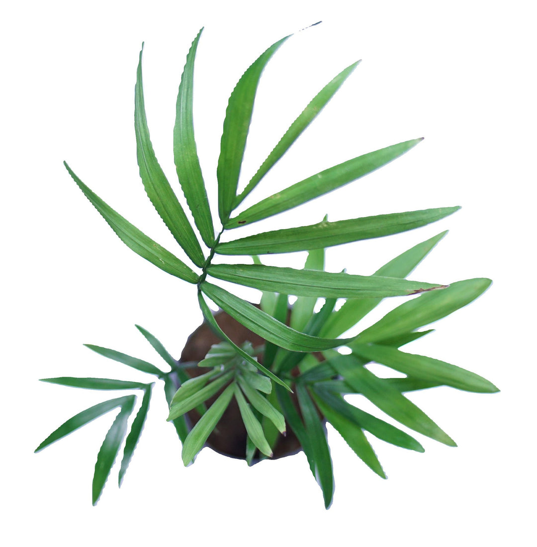 bella palm aquarium plant Bella Palm