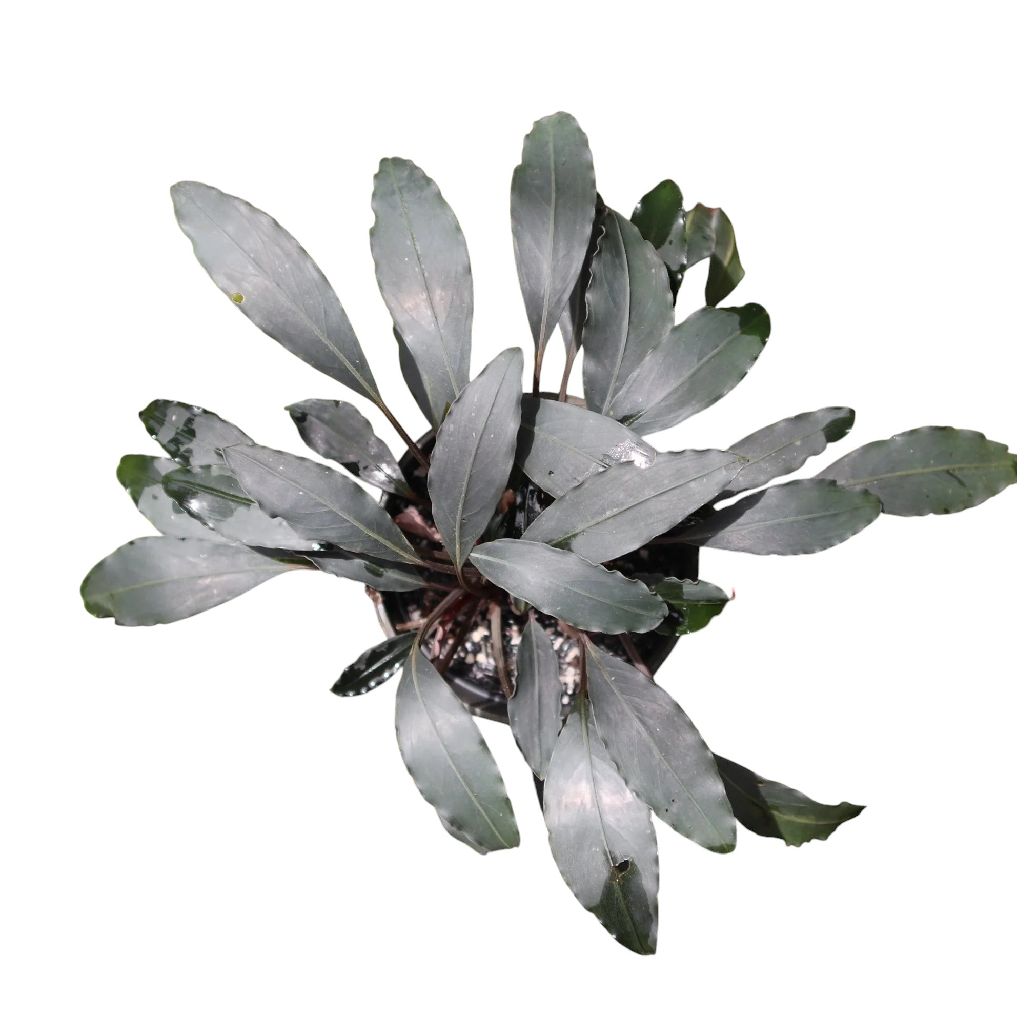 水草 Bucephalandra sp.Dark gray Bucephalandra: Unique Aquatic Plants for Your Aquarium