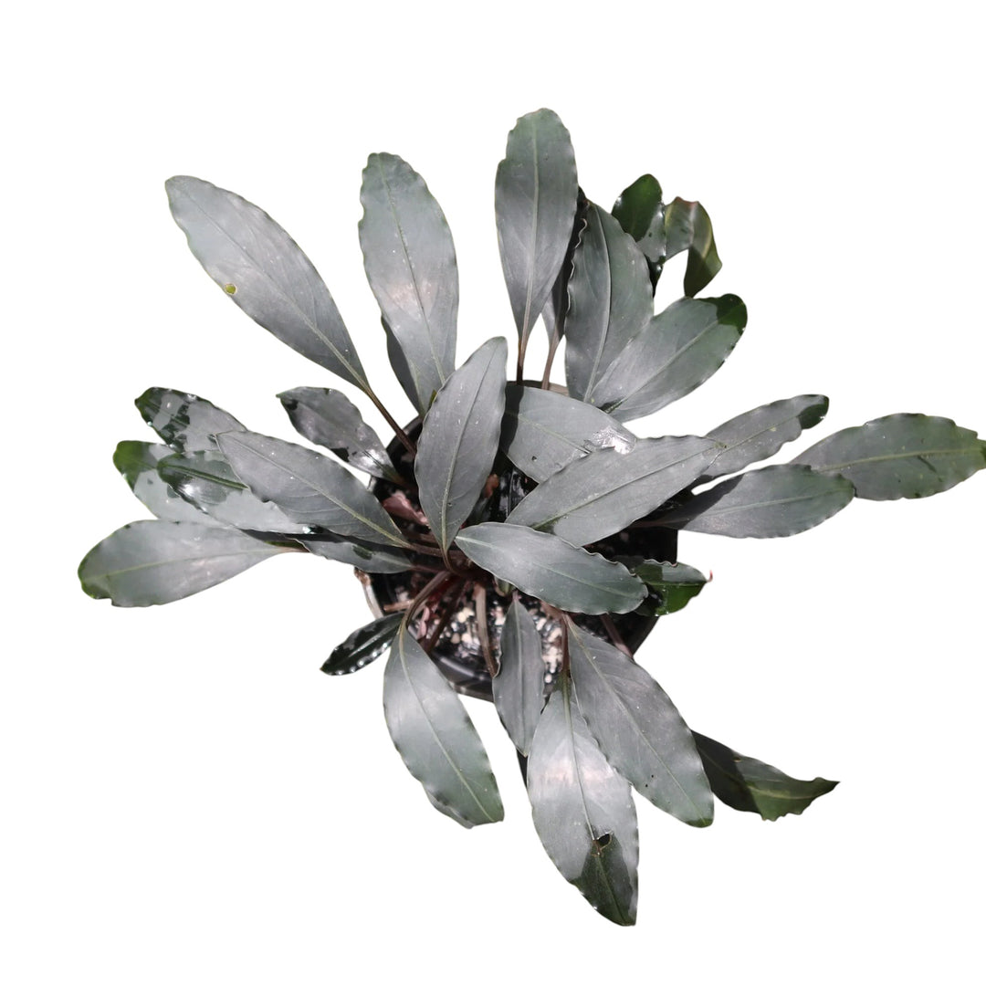 WaterScape Bucephalandra Afika plant in a small pot, showcasing lush green leaves and unique leaf patterns for aquarium or plant display.