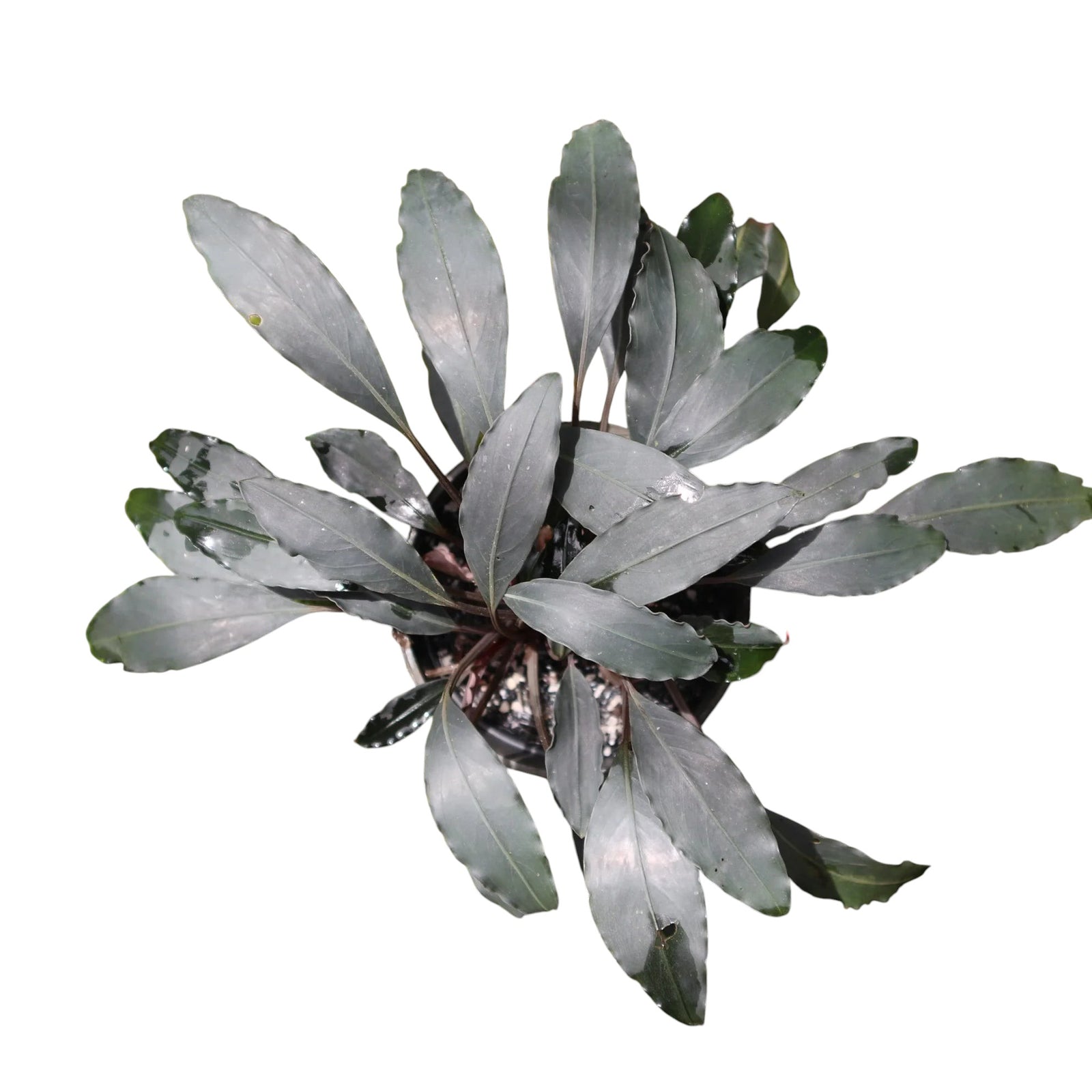 WaterScape Bucephalandra Afika plant in a small pot, showcasing lush green leaves and unique leaf patterns for aquarium or plant display.