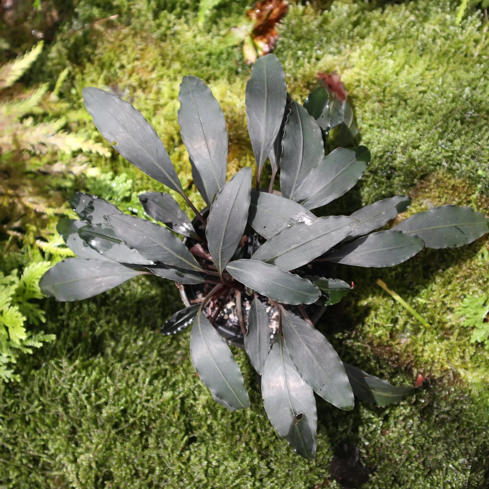 WaterScape Bucephalandra Afika plant in a small pot, showcasing lush green leaves and unique leaf patterns for aquarium or plant display.