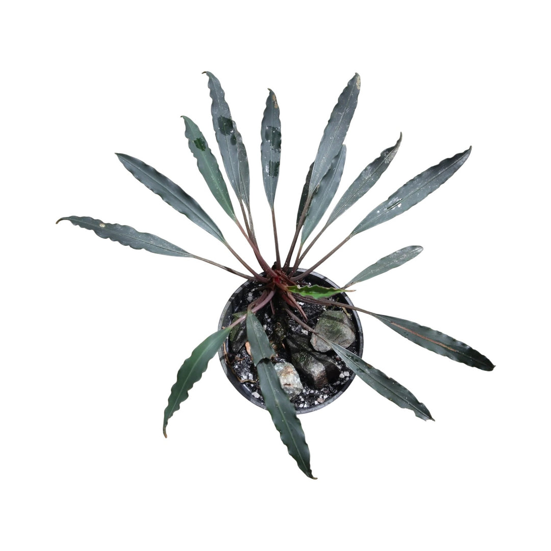 WaterScape Bucephalandra Chimaera plant in a pot, featuring lush green leaves with unique reddish accents, ideal for aquatic environments.