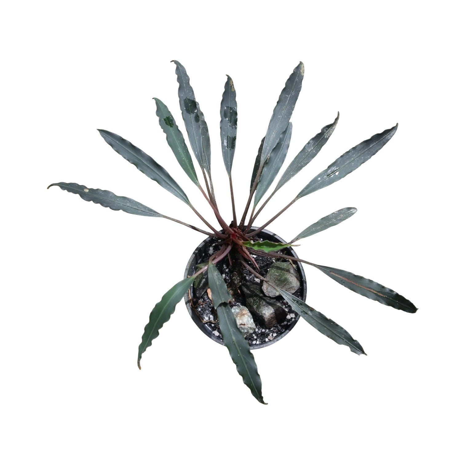 WaterScape Bucephalandra Chimaera plant in a pot, featuring lush green leaves with unique reddish accents, ideal for aquatic environments.