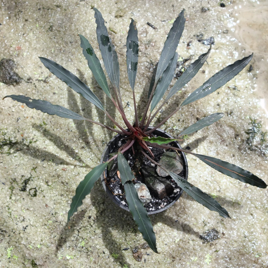 WaterScape Bucephalandra Chimaera plant in a pot, featuring lush green leaves with unique reddish accents, ideal for aquatic environments.