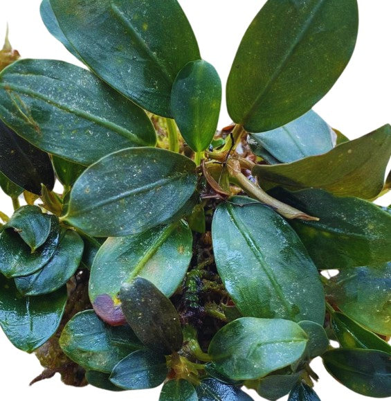 Bucephalandra Dark Emerald