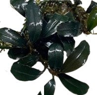 Bucephalandra Deep Blue