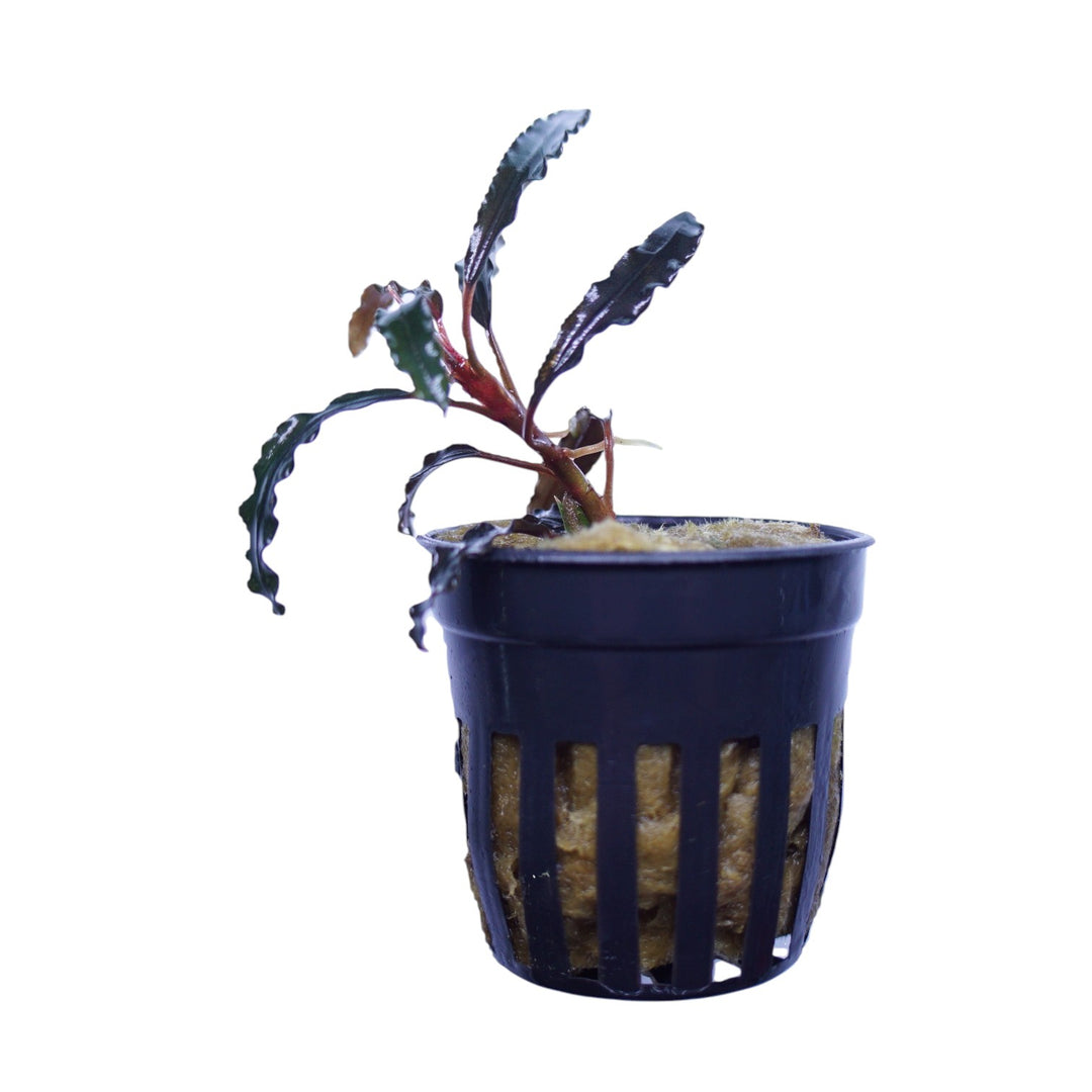 WaterScape Bucephalandra Godzilla Kedagang Red aquatic plant in a pot, with vibrant red leaves and lush green foliage.