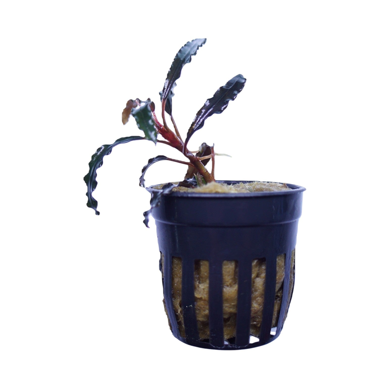 WaterScape Bucephalandra Godzilla Kedagang Red aquatic plant in a pot, with vibrant red leaves and lush green foliage.