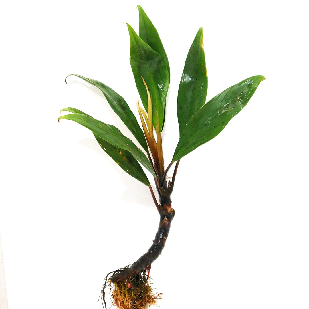 WaterScape Bucephalandra Goliath aquatic plant in a pot, with broad green leaves and unique leaf patterns for freshwater aquariums.