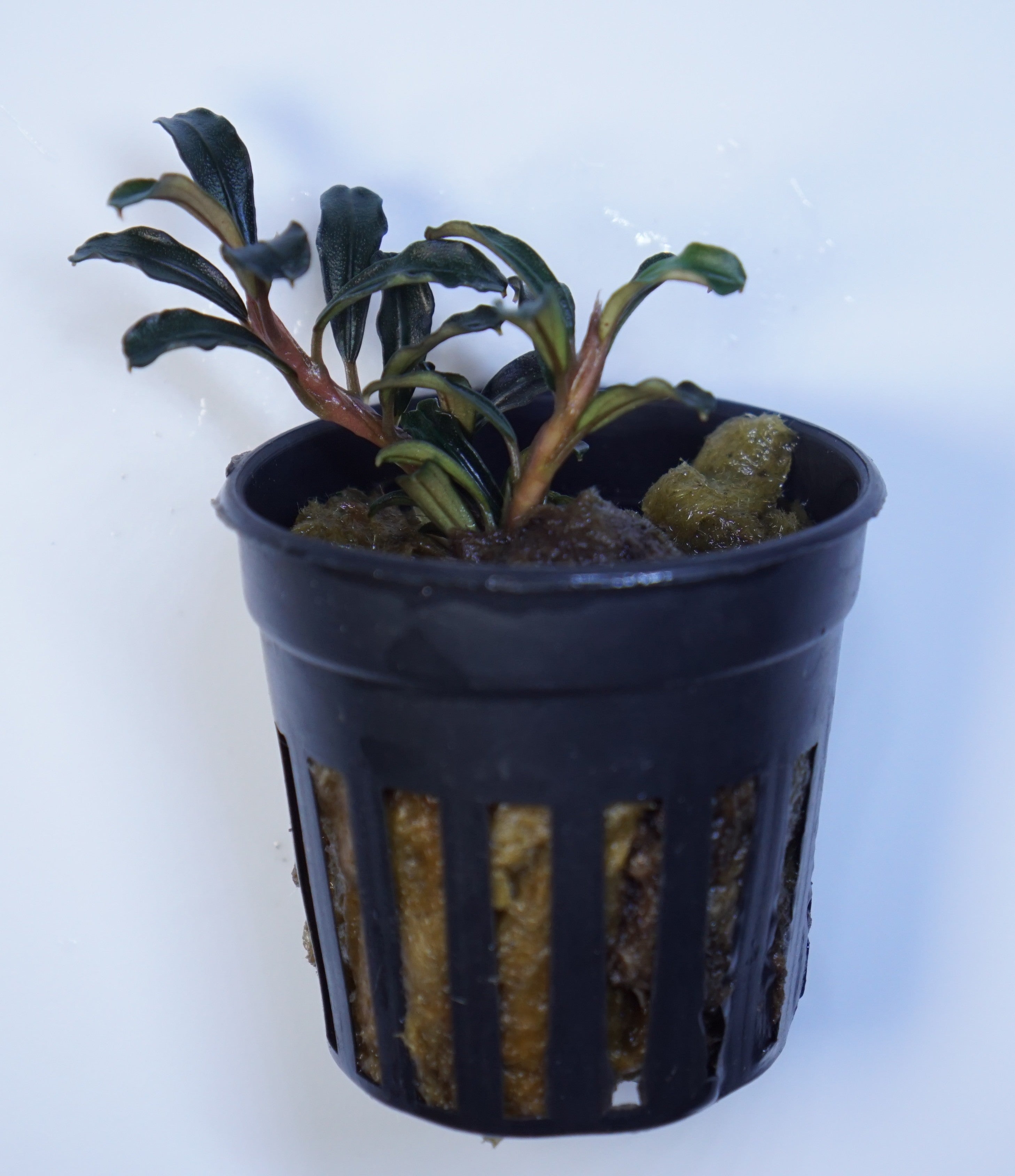 Bucephalandra Grappa Red Mini | Cuboid Aquatics LLC