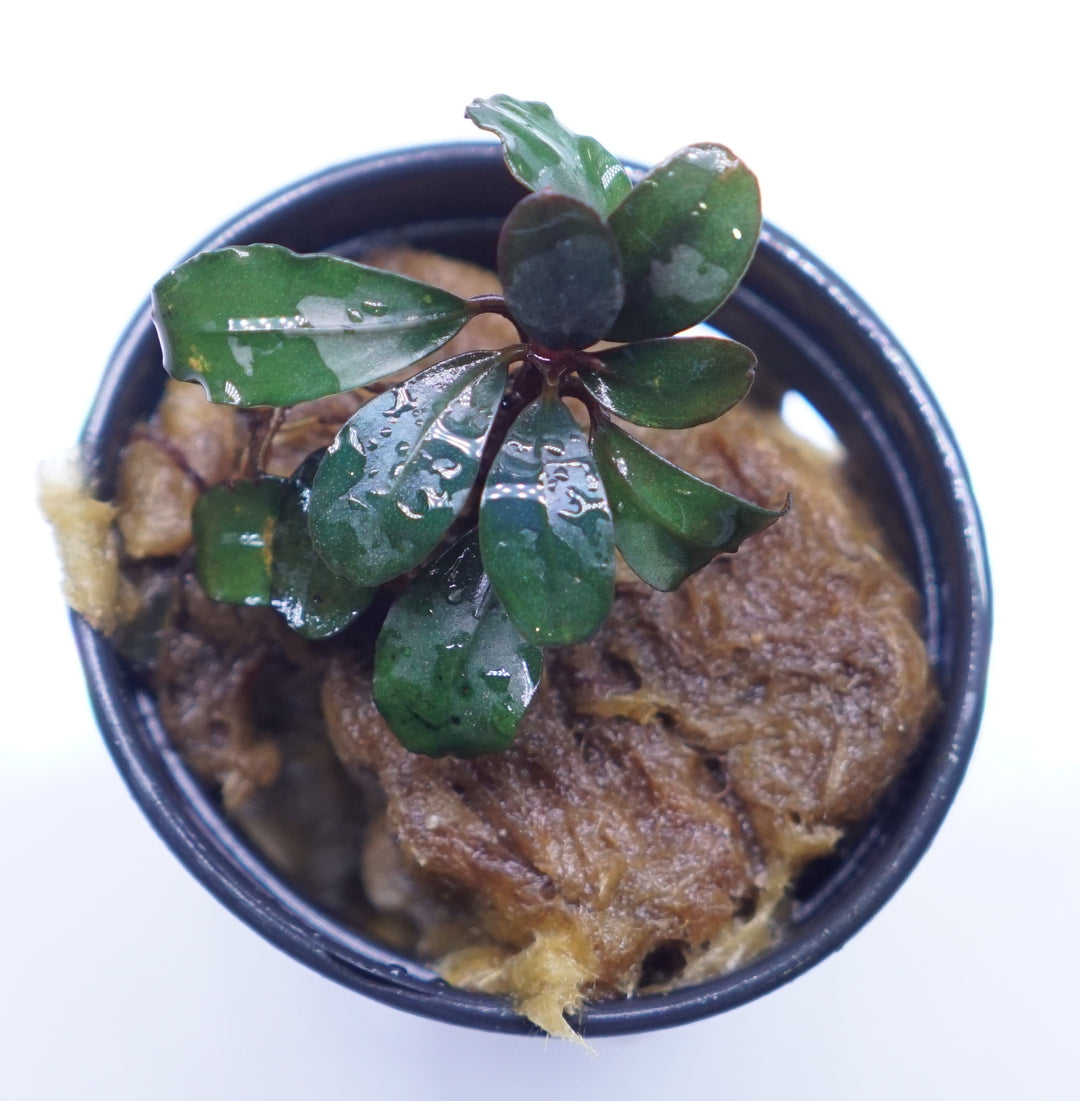 Bucephalandra Mini Boyan