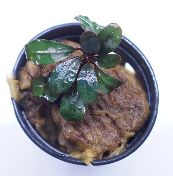 Bucephalandra Mini Boyan