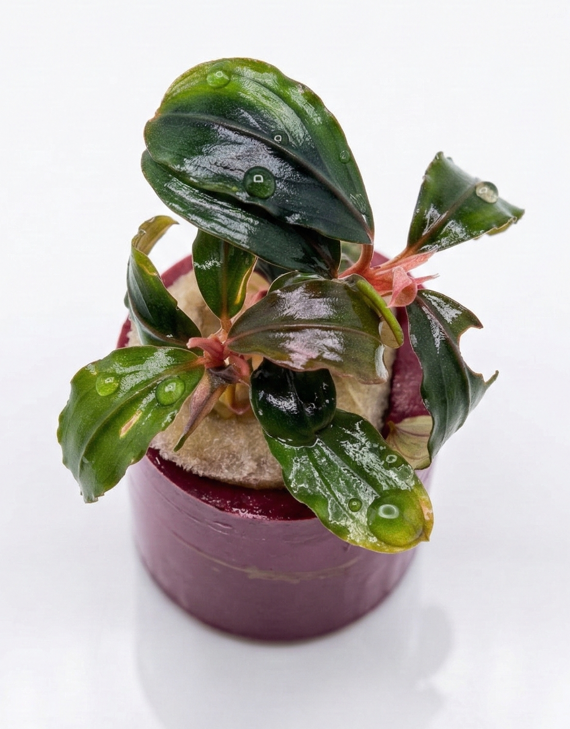 Bucephalandra Pandora Queen aquatic plant from WaterScape in a pot, showcasing green, textured leaves ideal for freshwater aquariums.