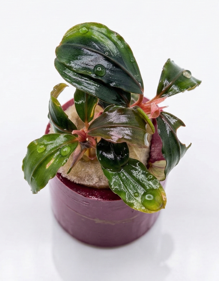 Bucephalandra Pandora Queen aquatic plant from WaterScape in a pot, showcasing green, textured leaves ideal for freshwater aquariums.