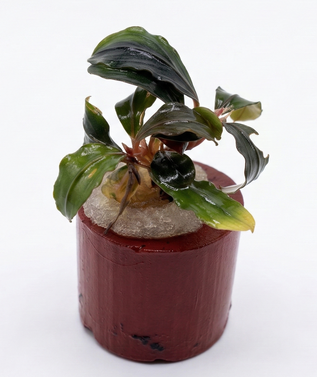 WaterScape Bucephalandra Pandora Queen plant in a pot, featuring dark green, patterned leaves suitable for aquariums and freshwater setups.