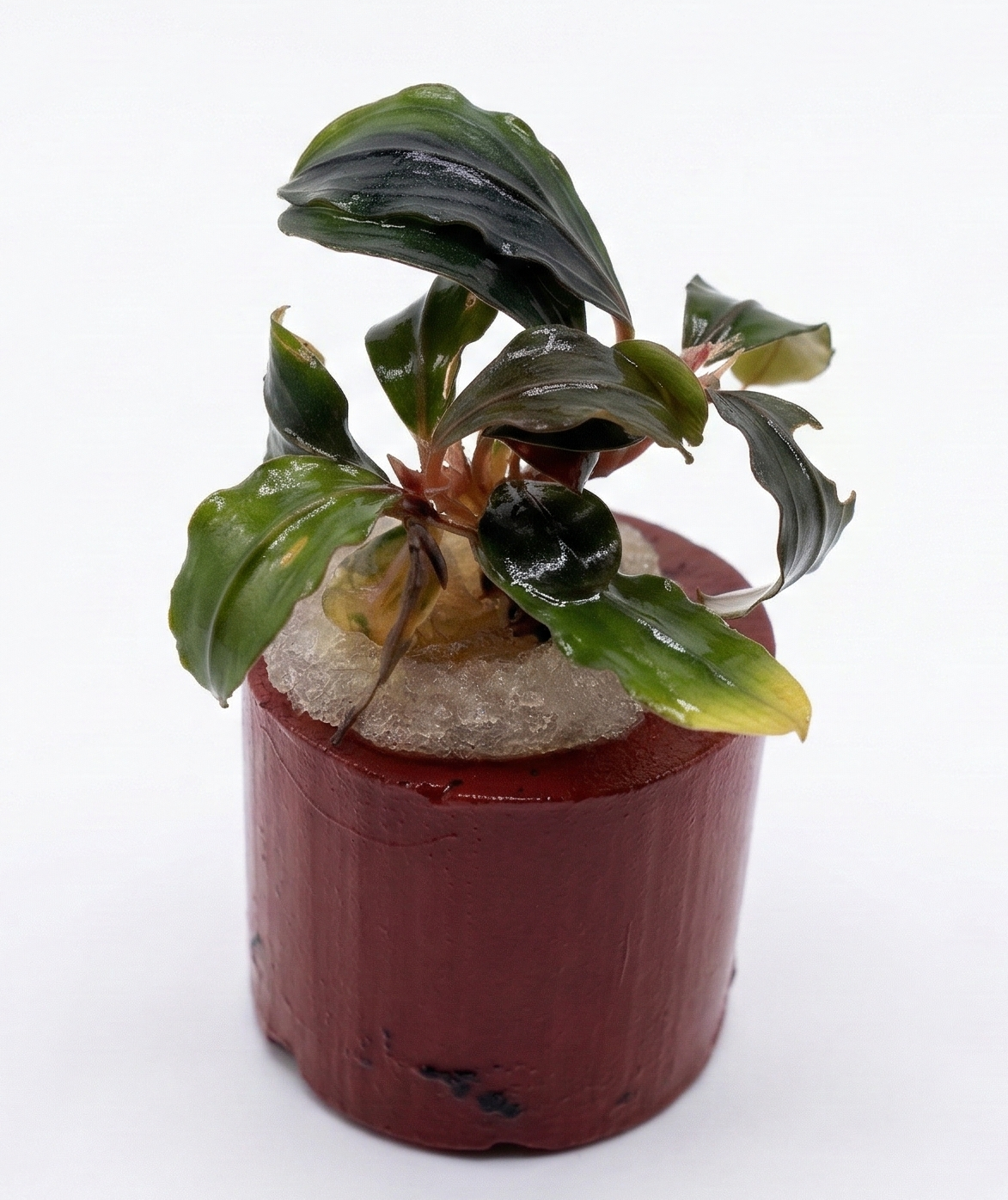 WaterScape Bucephalandra Pandora Queen plant in a pot, featuring dark green, patterned leaves suitable for aquariums and freshwater setups.