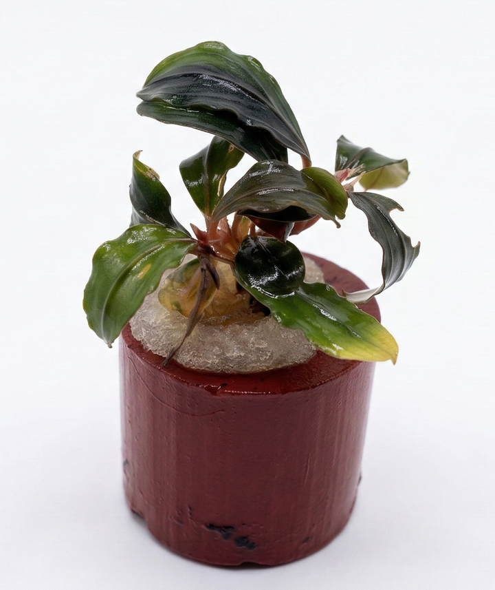 WaterScape Bucephalandra Pandora Queen plant in a pot, featuring dark green, patterned leaves suitable for aquariums and freshwater setups.