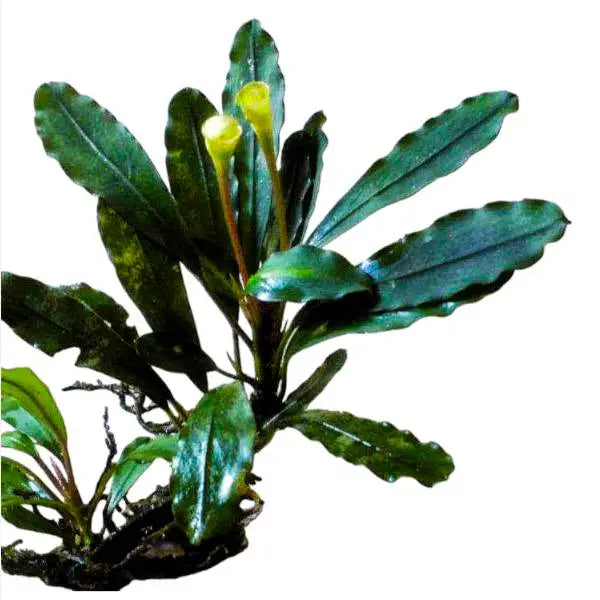 WaterScape Bucephalandra Pubes 'Palm Tree' aquatic plant in a pot, featuring lush green foliage and unique palm-like leaves.