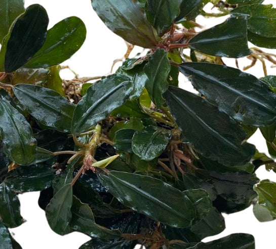 WaterScape Bucephalandra Red Purple aquatic plant in a pot, showcasing vibrant red and purple foliage for freshwater aquariums.